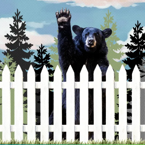 A black bear raising his paw behind a white picket fence.